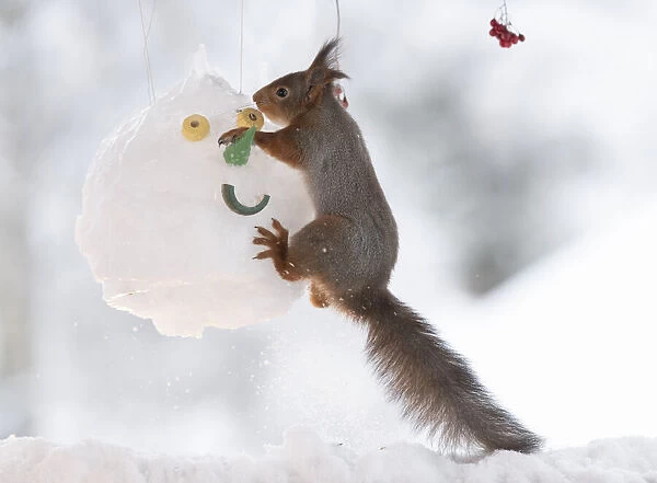 Red squirrel jumping on a snowman mask