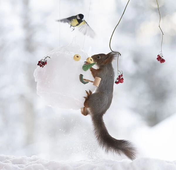 Red squirrel jumping on a snowman mask with titmouse flying