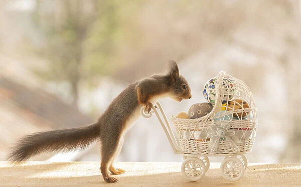 Red Squirrel jumping with a stroller with eggs