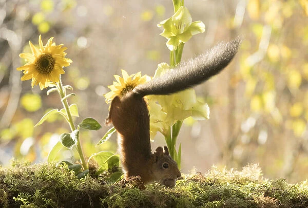 red squirrel jumps down from a sunflower