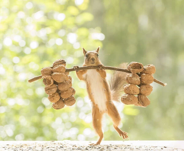 Red Squirrel is lifting walnuts