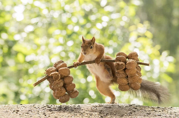 Red Squirrel is lifting walnuts;