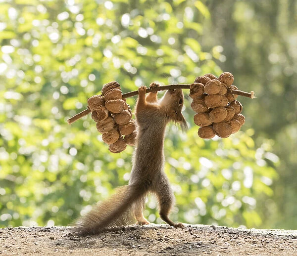 Red Squirrel is lifting walnuts