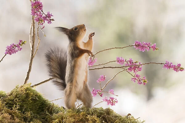 Red Squirrel looking up between Daphne mezereum flower branches