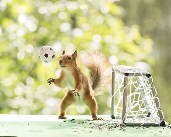 Red Squirrel is looking at a football