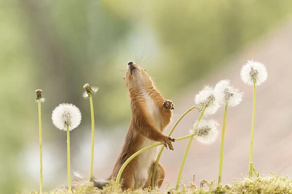 Red Squirrel looking up holding dandelion bud with seeds