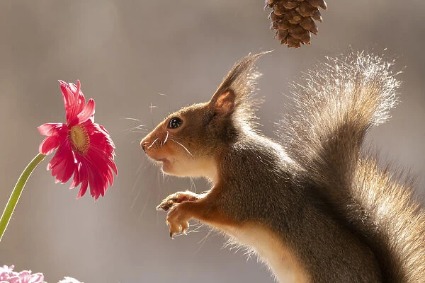 red squirrel looking at a red daisy