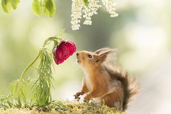 red squirrel looking at a red peony