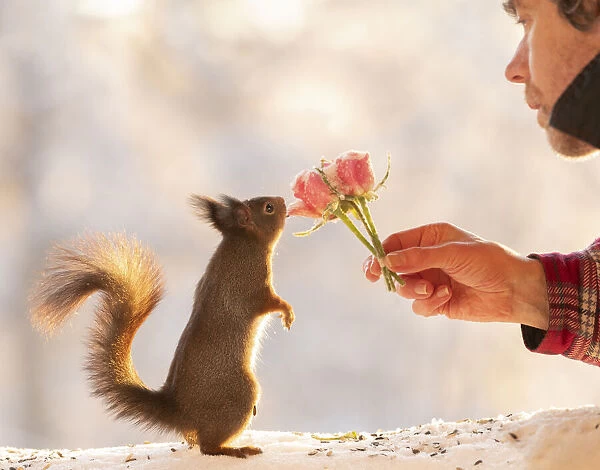Red squirrel looking at a rose bouquet hold by an man
