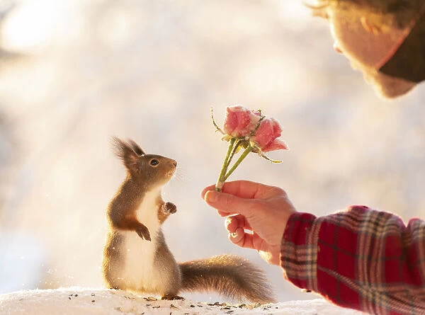 Red squirrel looking at a rose bouquet hold by a man