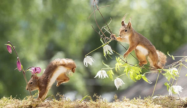 red squirrel looking at a running squirrel from a clematis branch
