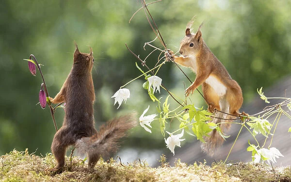 red squirrel looking at a squirrel from a clematis branch