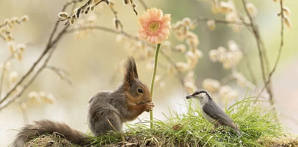 red squirrel looks at a nuthatch with a orange daisy