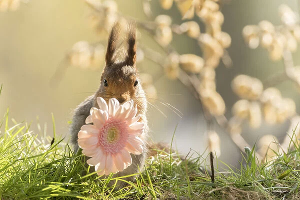 red squirrel looks behind a pink daisy