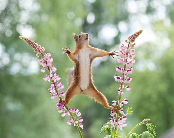 red squirrel between lupine flowers