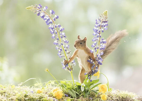 Red Squirrel in between lupine flowers