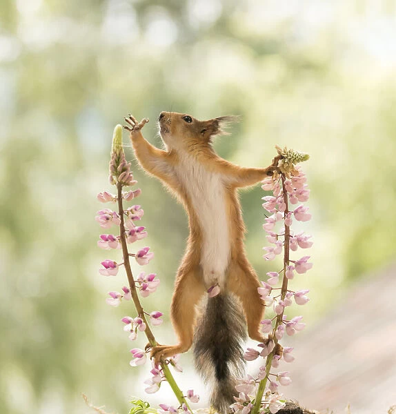 Red Squirrel between lupine flowers with a flower part between the legs