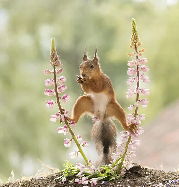 Red Squirrel between lupine flowers with a flower part between the legs