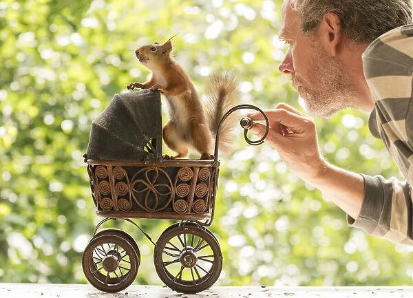 Red Squirrel and man with a baby stroller