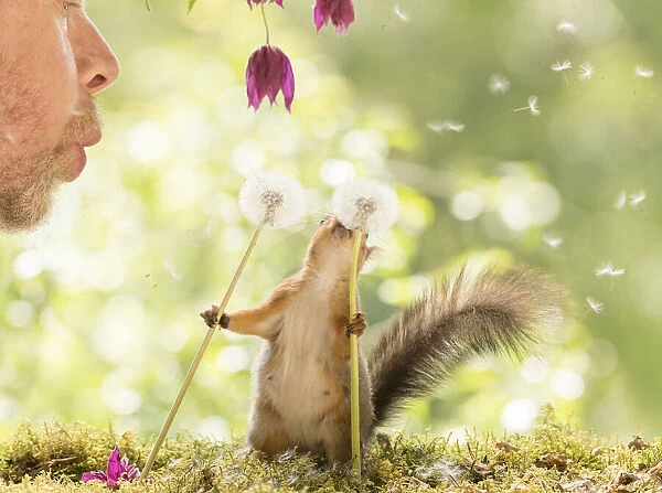 Red Squirrel and man with dandelion seeds flying
