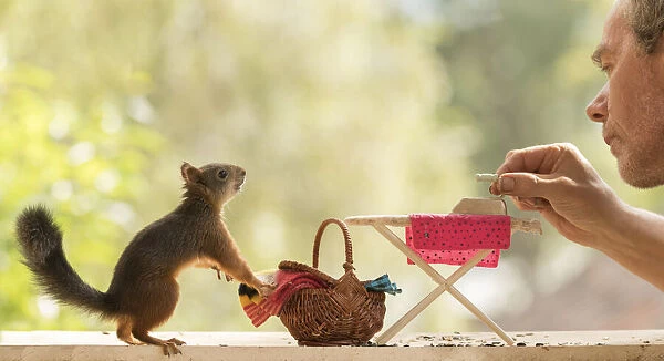 Red Squirrel and man with a Ironing Board