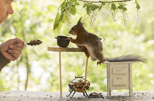 Red Squirrel and man in a kitchen