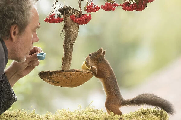 Red Squirrel and man with a mushroom used as a table Date: 24-08-2021