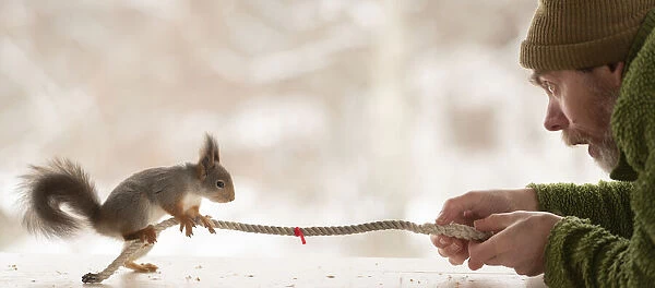 Red Squirrel and a man are pulling a rope