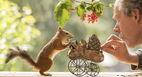 red squirrel and man standing with an baby stroller
