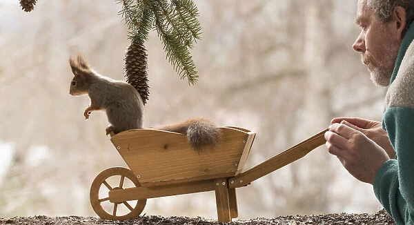 Red Squirrel and man with and in a wheelbarrow
