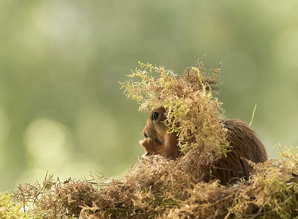 Red Squirrel with moss on the head