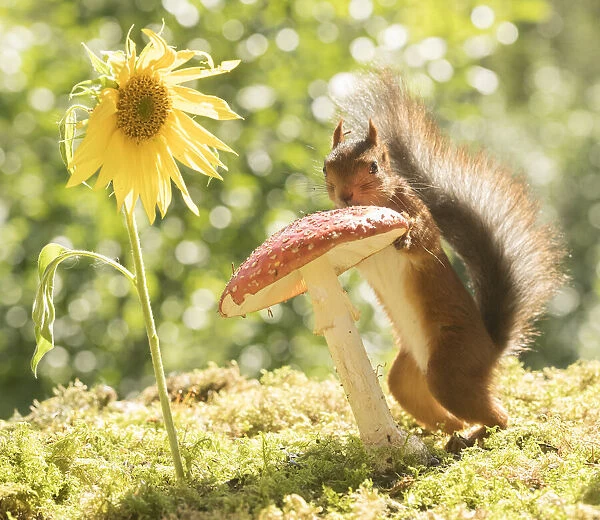Red Squirrel with a mushroom and sunflower