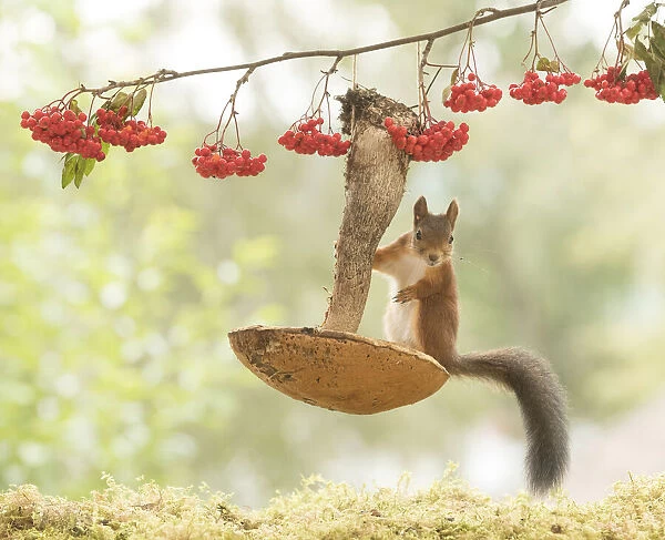 Red Squirrel on a mushroom used as a swing
