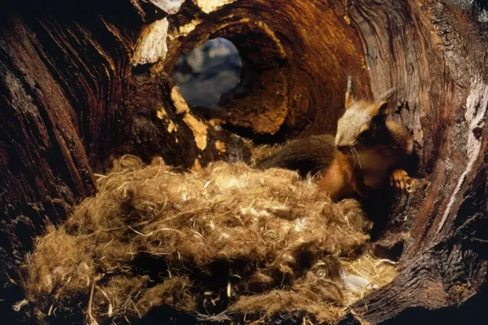 Framed Print : Red Squirrel - on nest in hole Framed Print : Red Squirrel - on nest in hole