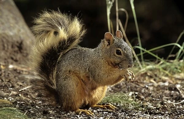 Red Squirrel - North America