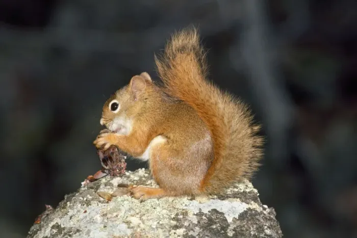 Framed Print : Red Squirrel - (North American) Framed Print : Red Squirrel - (North American)