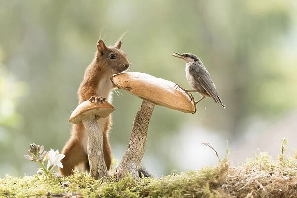 Red Squirrel and nuthatch stand with a mushroom