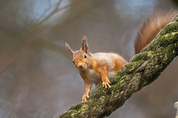Red Squirrel - on old rope - Cairngorm - Scotland