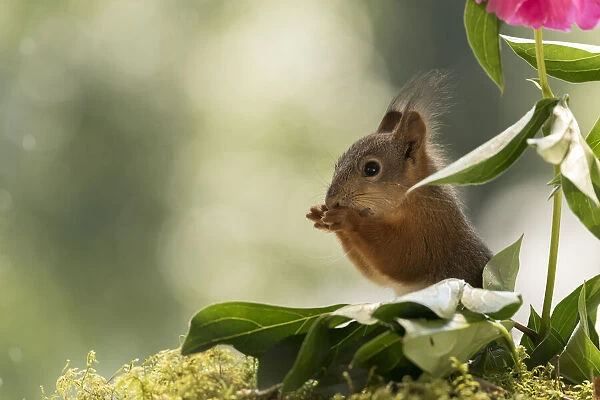 Red Squirrel between peony leaves