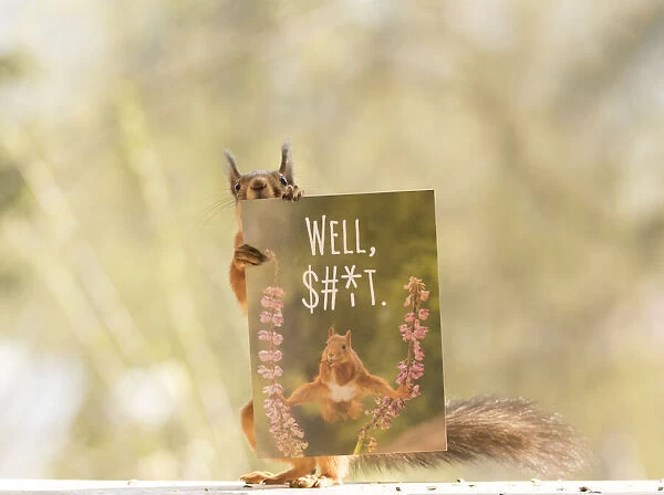 Red Squirrel with a postcard with text well shit