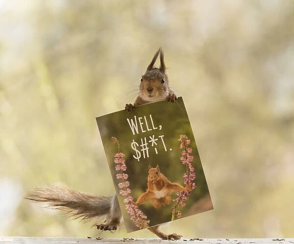 Red Squirrel with a postcard with text well shit