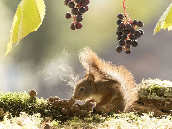 Red Squirrel with puffball and grapes