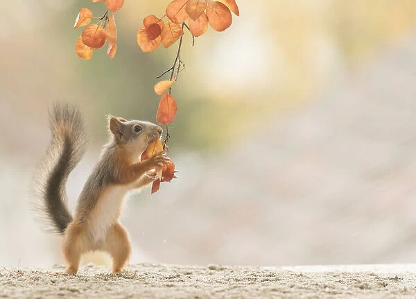 Red Squirrel is pulling a branch