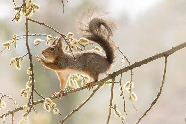 Red Squirrel reaches from willow flower branches