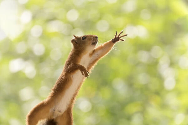 Red Squirrel is reaching out