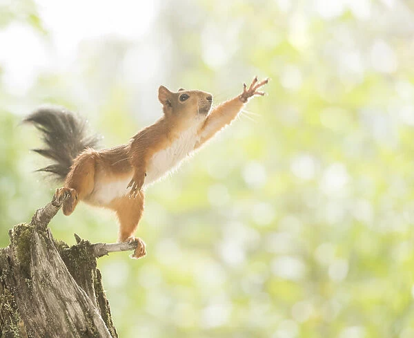Red Squirrel is reaching out