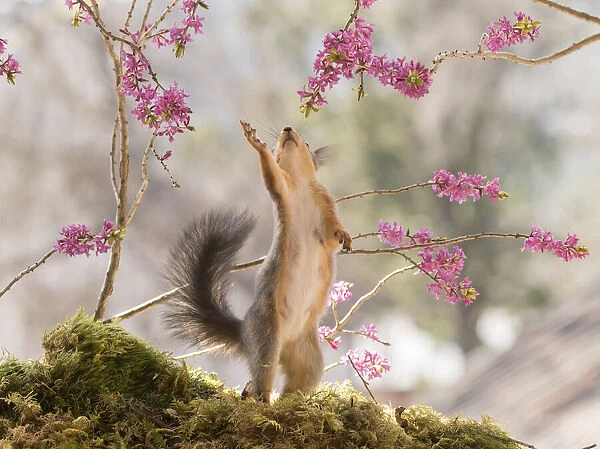 Red Squirrel reaching between daphne flower branches