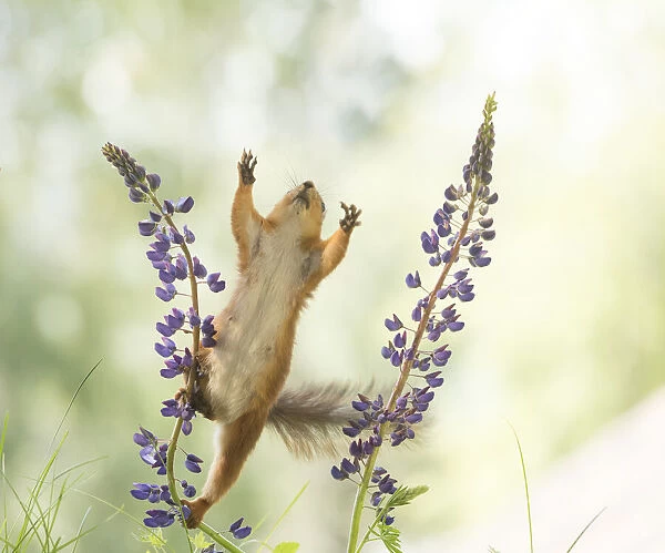 Red Squirrel reaching out from lupine flowers
