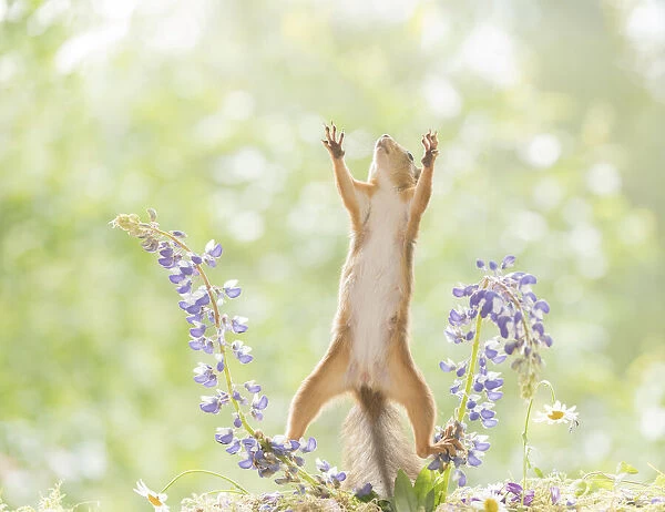 Red Squirrel reaching from between lupine flowers