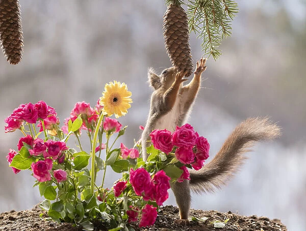 Red Squirrel reaching for a pinecone from between roses